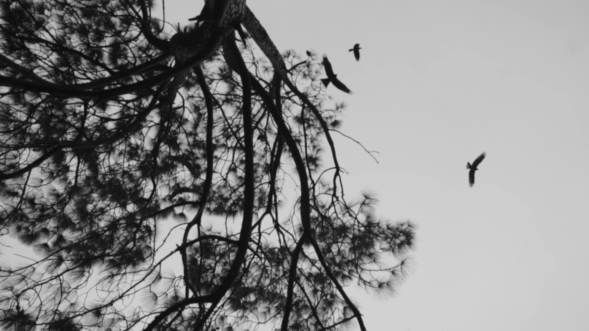 Travel Film — travel film cinematography frame 3 by Kamal Chhetri
