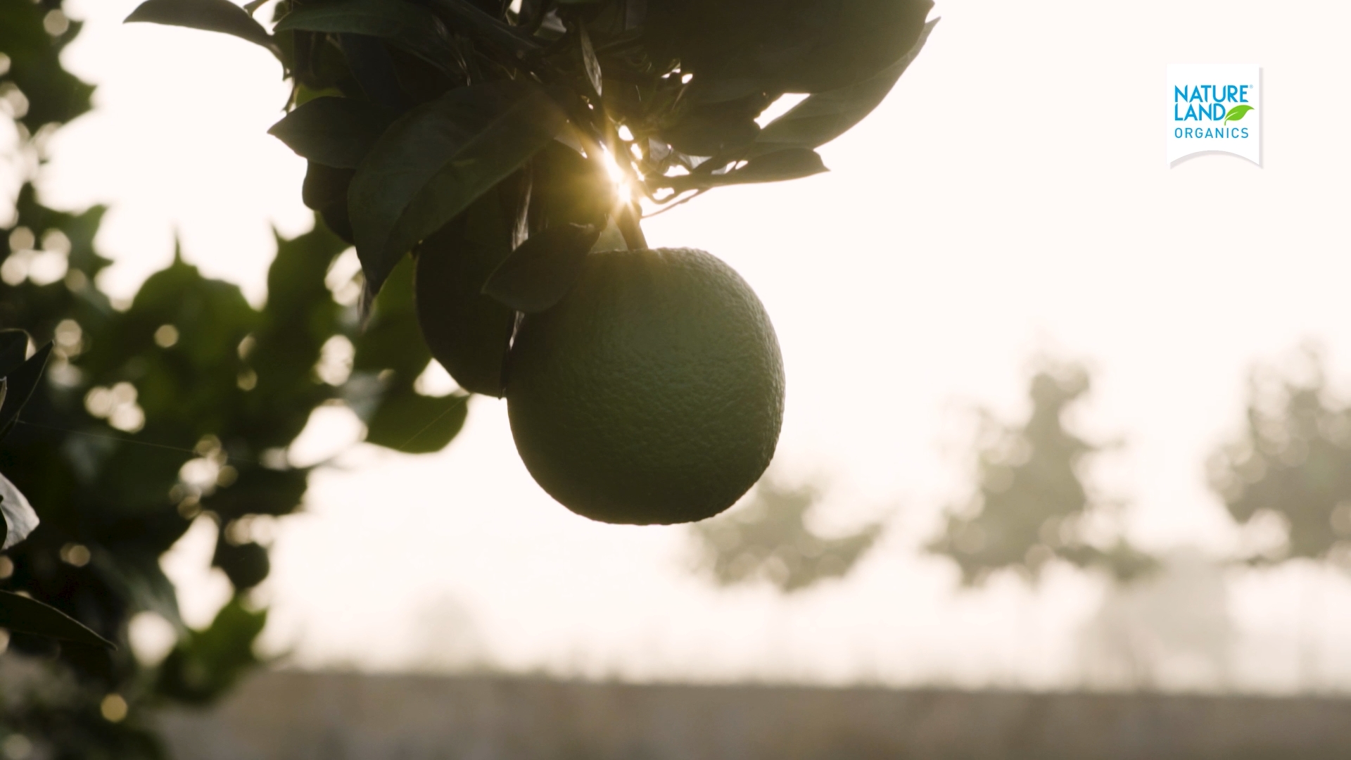 Natureland Organics — corporate film cinematography frame 4 by Kamal Chhetri